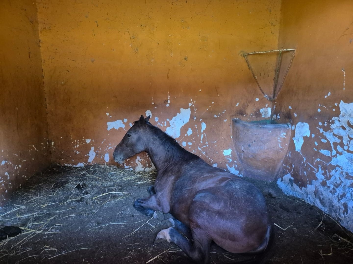 Sítio, 3 quartos, 200 m² - Foto 10