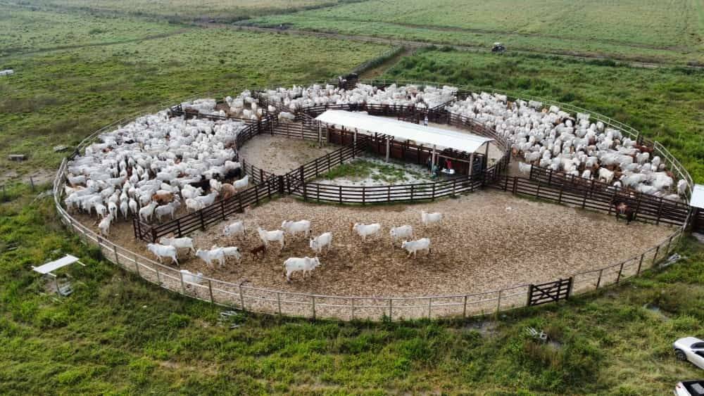 Fazenda-Sítio-Chácara, 446 hectares - Foto 1