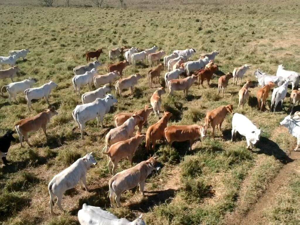 Fazenda-Sítio-Chácara, 446 hectares - Foto 3