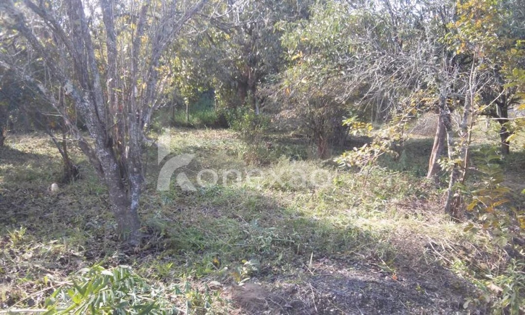 Chácara, 3 quartos, 200 m² - Foto 5