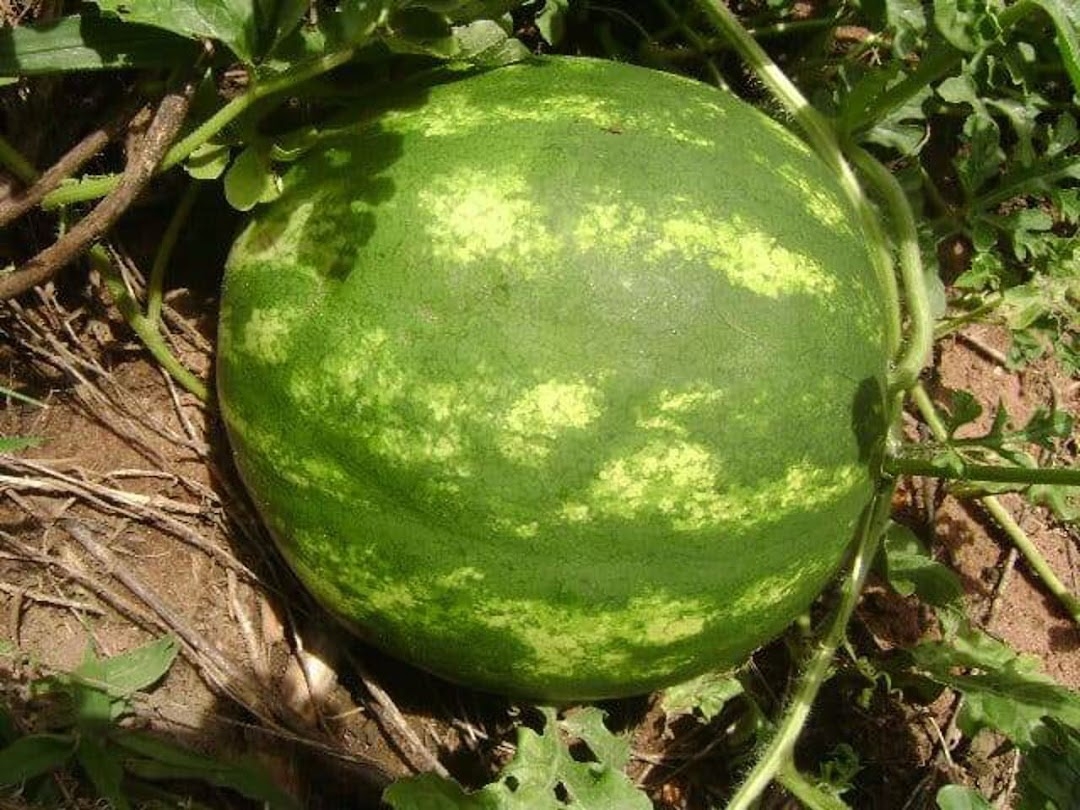 Sítio em Silveiras/São Paulo — Ref R9DHUN — Imagem 6