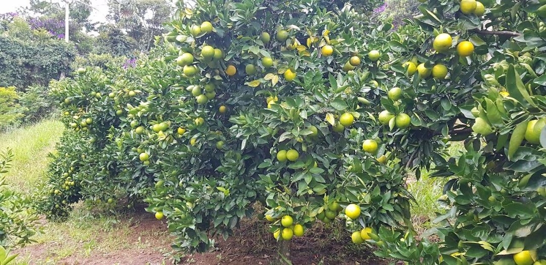 Sítio em Silveiras/São Paulo — Ref R9DHUN — Imagem 30