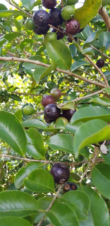 Sítio em Silveiras/São Paulo — Ref R9DHUN — Imagem 32