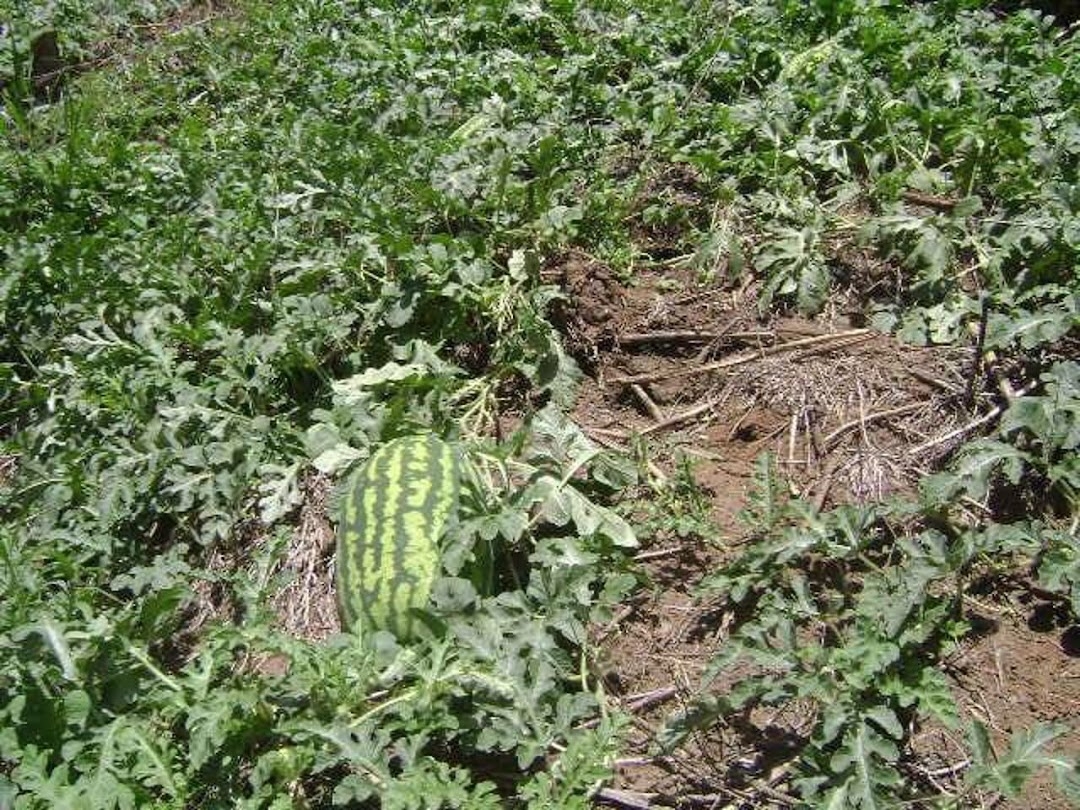 Sítio em Silveiras/São Paulo — Ref R9DHUN — Imagem 20