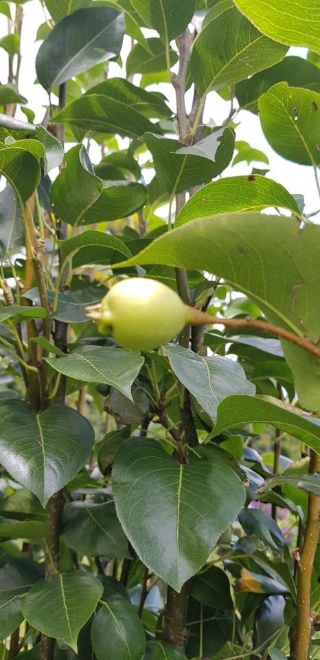 Sítio em Silveiras/São Paulo — Ref R9DHUN — Imagem 28