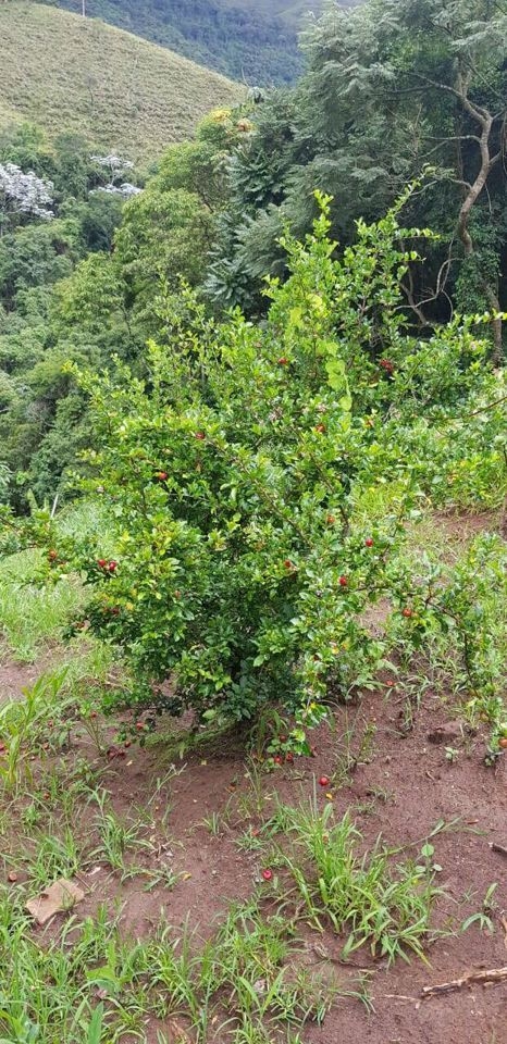 Sítio em Silveiras/São Paulo — Ref R9DHUN — Imagem 25
