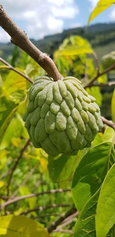 Sítio em Silveiras/São Paulo — Ref R9DHUN — Imagem 15