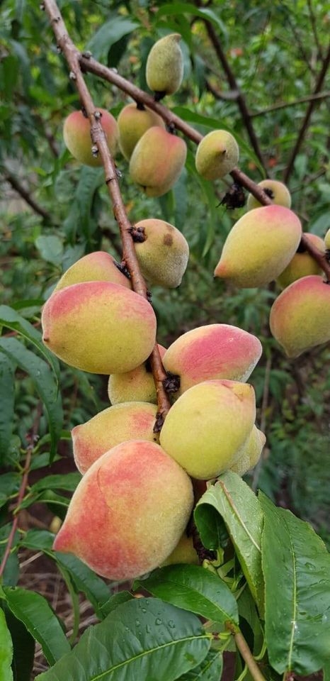 Sítio em Silveiras/São Paulo — Ref R9DHUN — Imagem 24