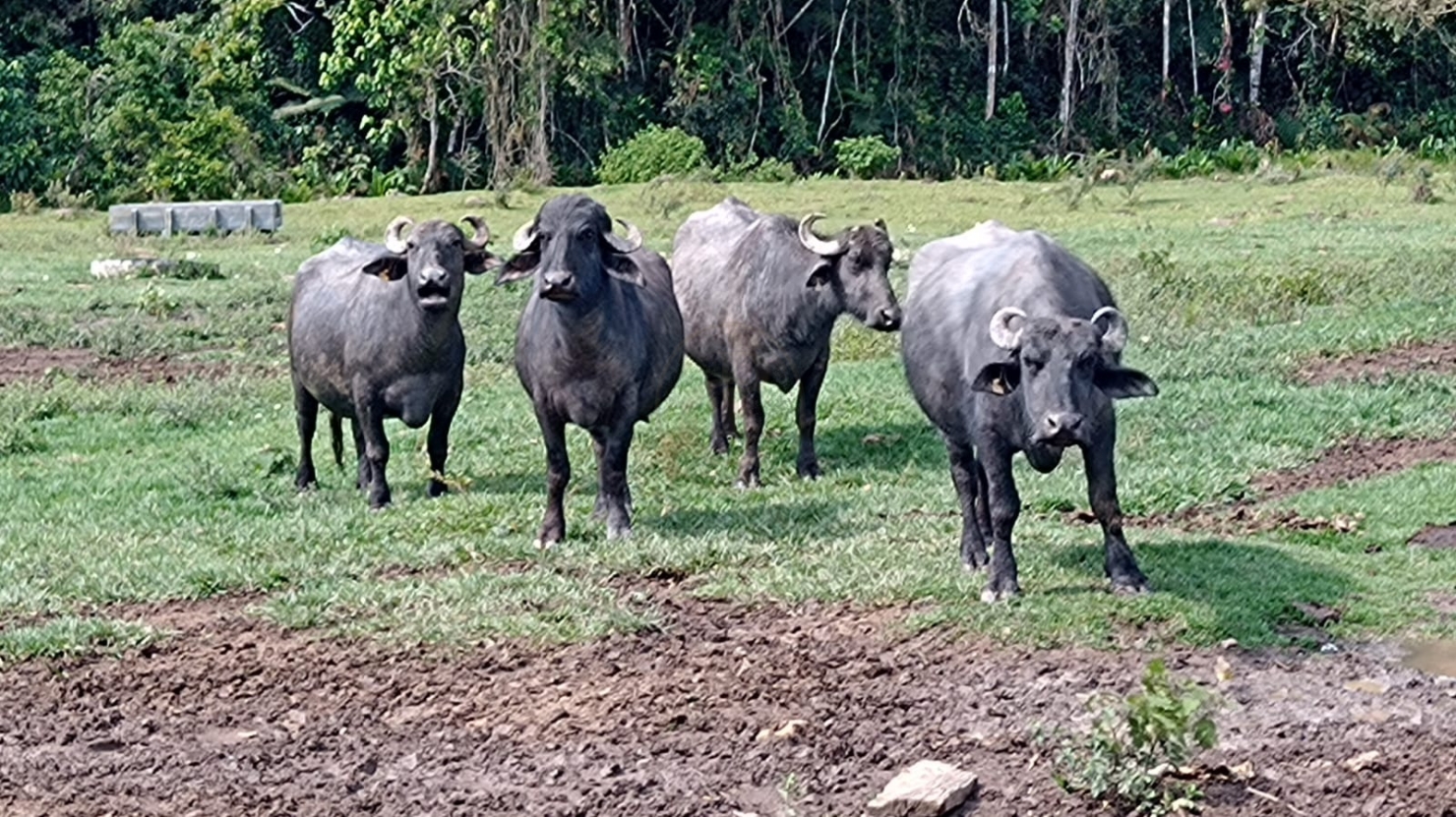 Fazenda-Sítio-Chácara, 240 m² - Foto 1