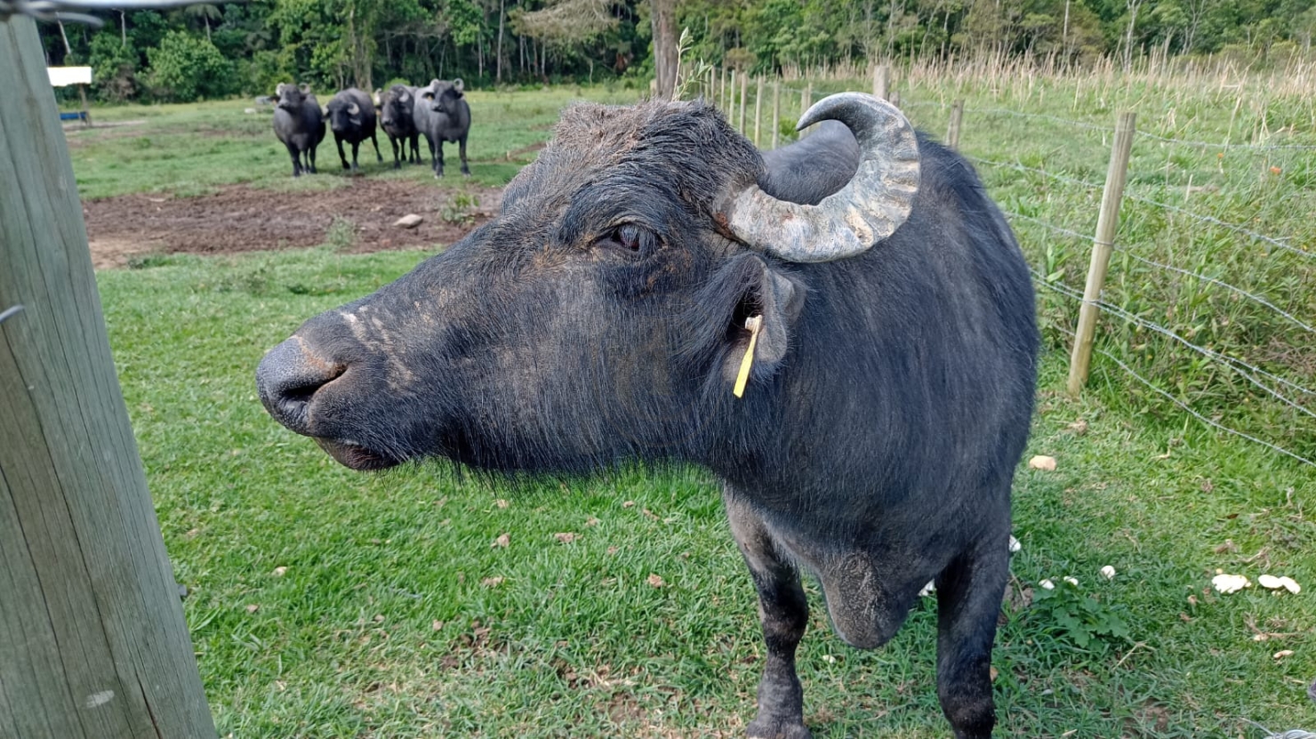 Fazenda-Sítio-Chácara, 240 m² - Foto 8