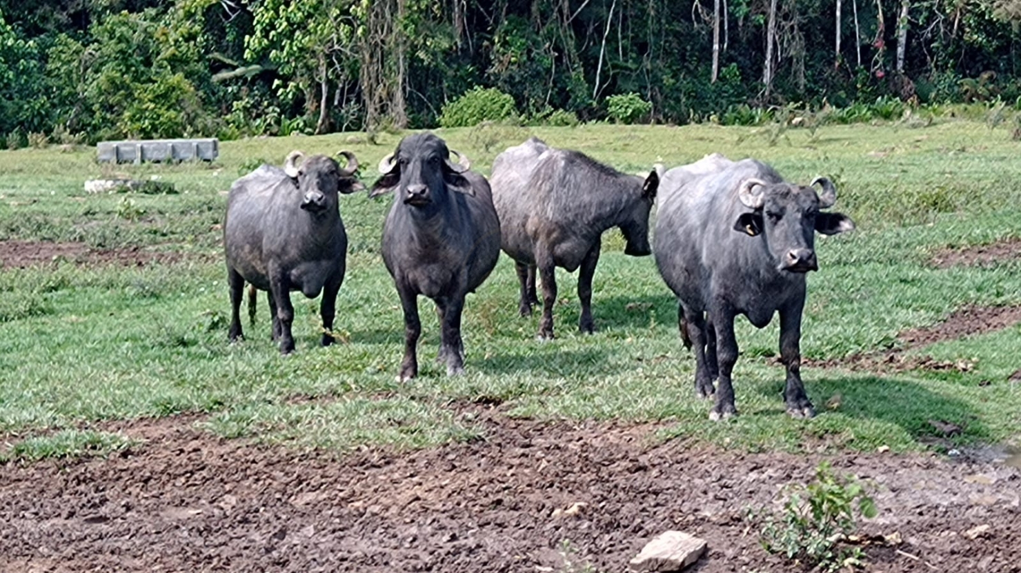 Fazenda-Sítio-Chácara, 240 m² - Foto 20