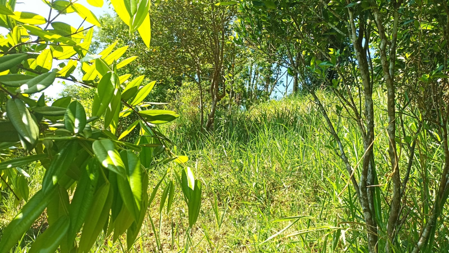 Chácara, 3 quartos, 200 m² - Foto 16