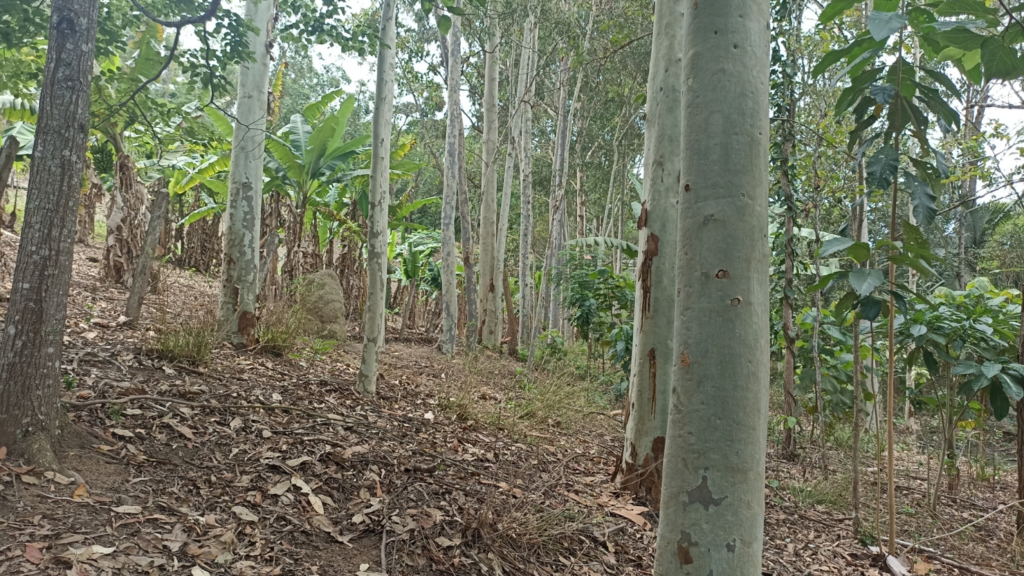 Chácara em Paraibuna/São Paulo — Ref WWVGNA — Imagem 31