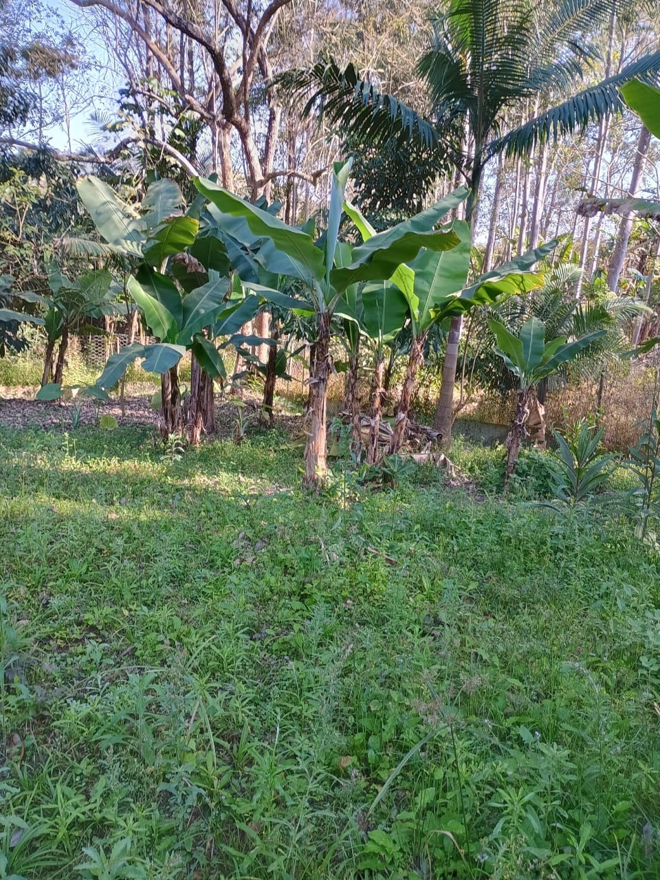 Chácara, 3 quartos, 300 m² - Foto 3