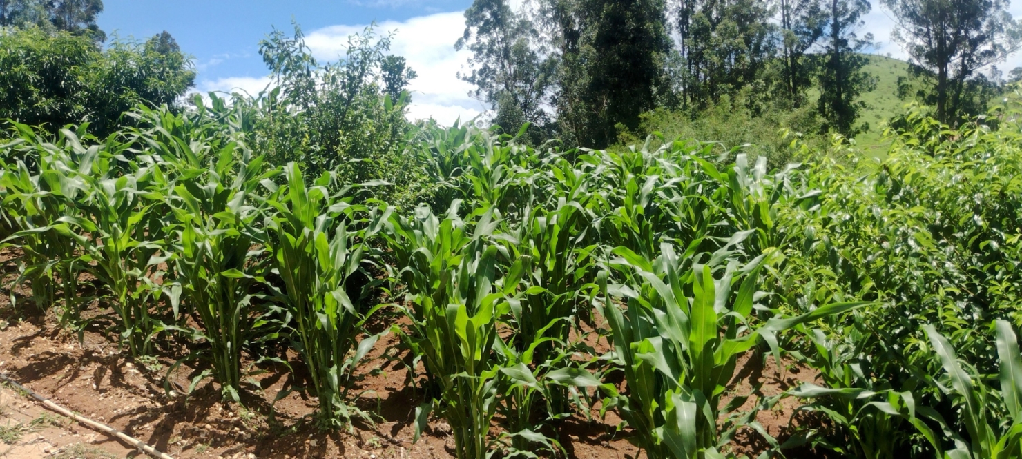 Terreno, 5 m² - Foto 2