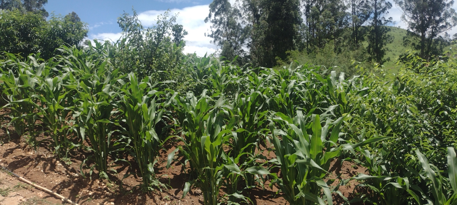 Terreno, 5 m² - Foto 3