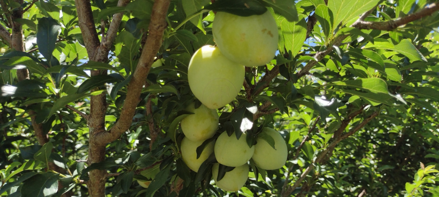 Terreno, 5 m² - Foto 10