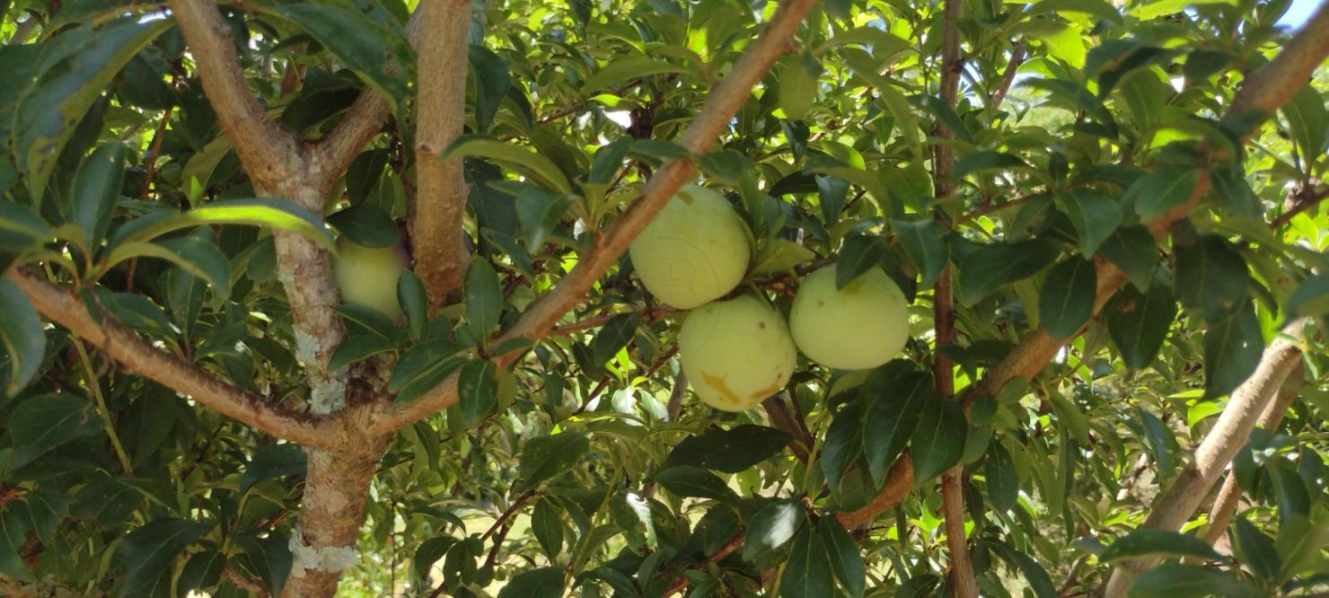 Terreno, 5 m² - Foto 13