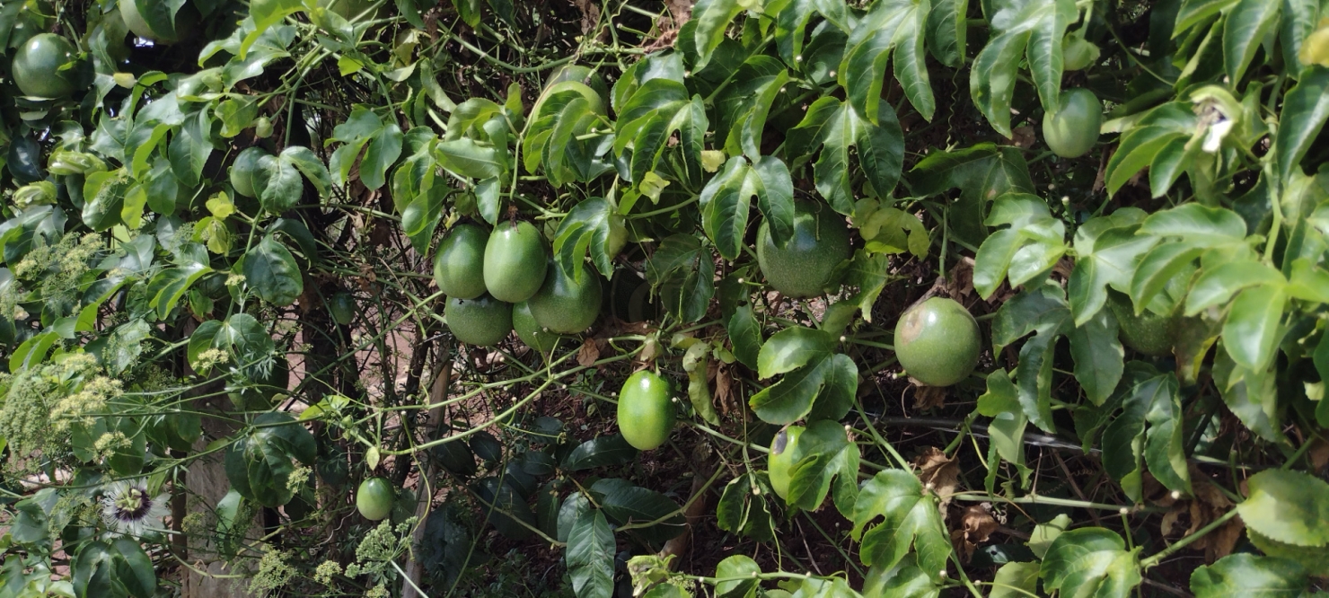 Terreno, 5 m² - Foto 24