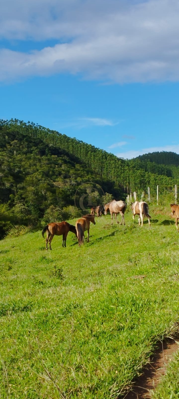 Sítio, 3 quartos, 230 m² - Foto 1