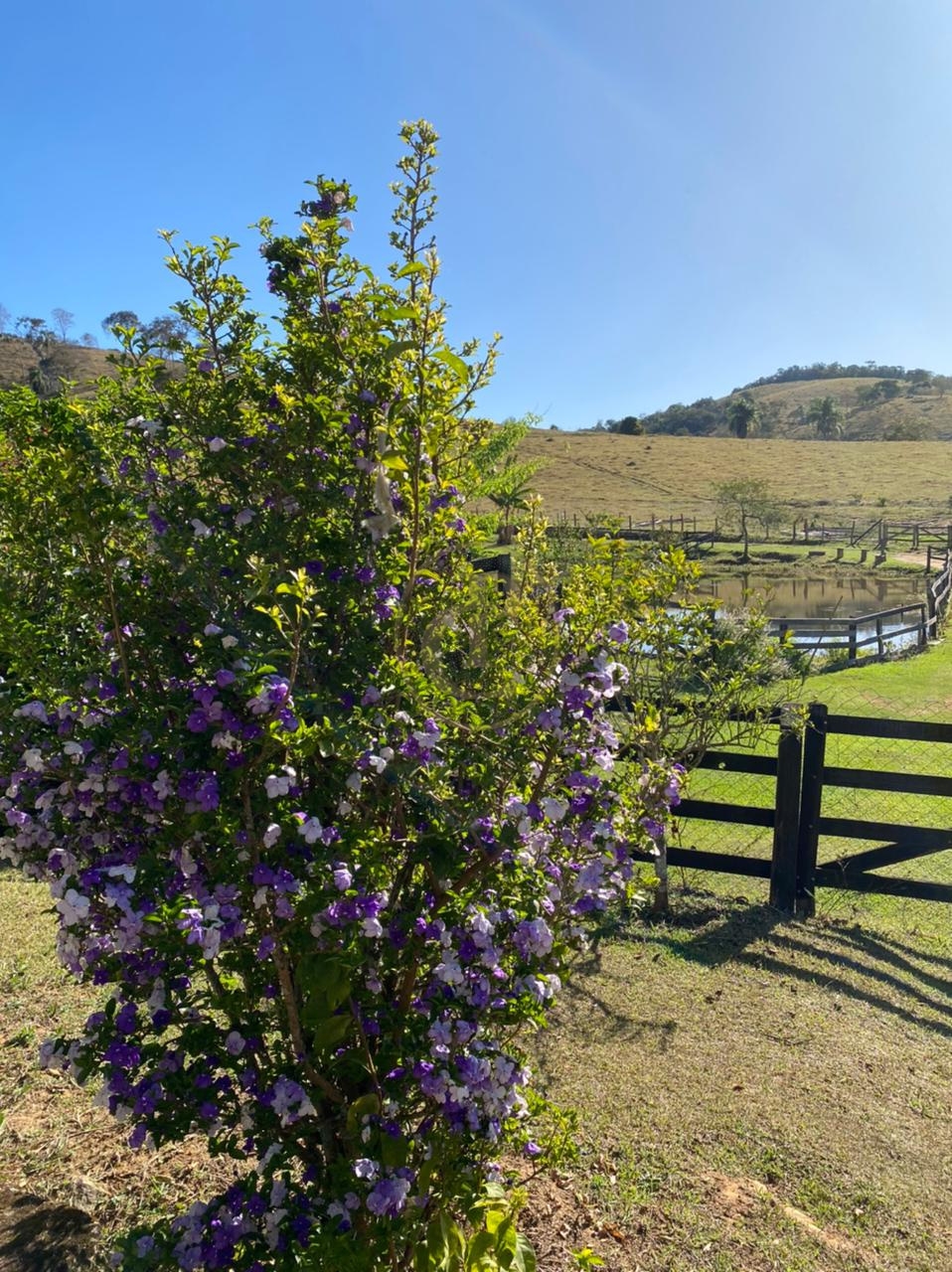 Sítio, 3 quartos, 230 m² - Foto 3