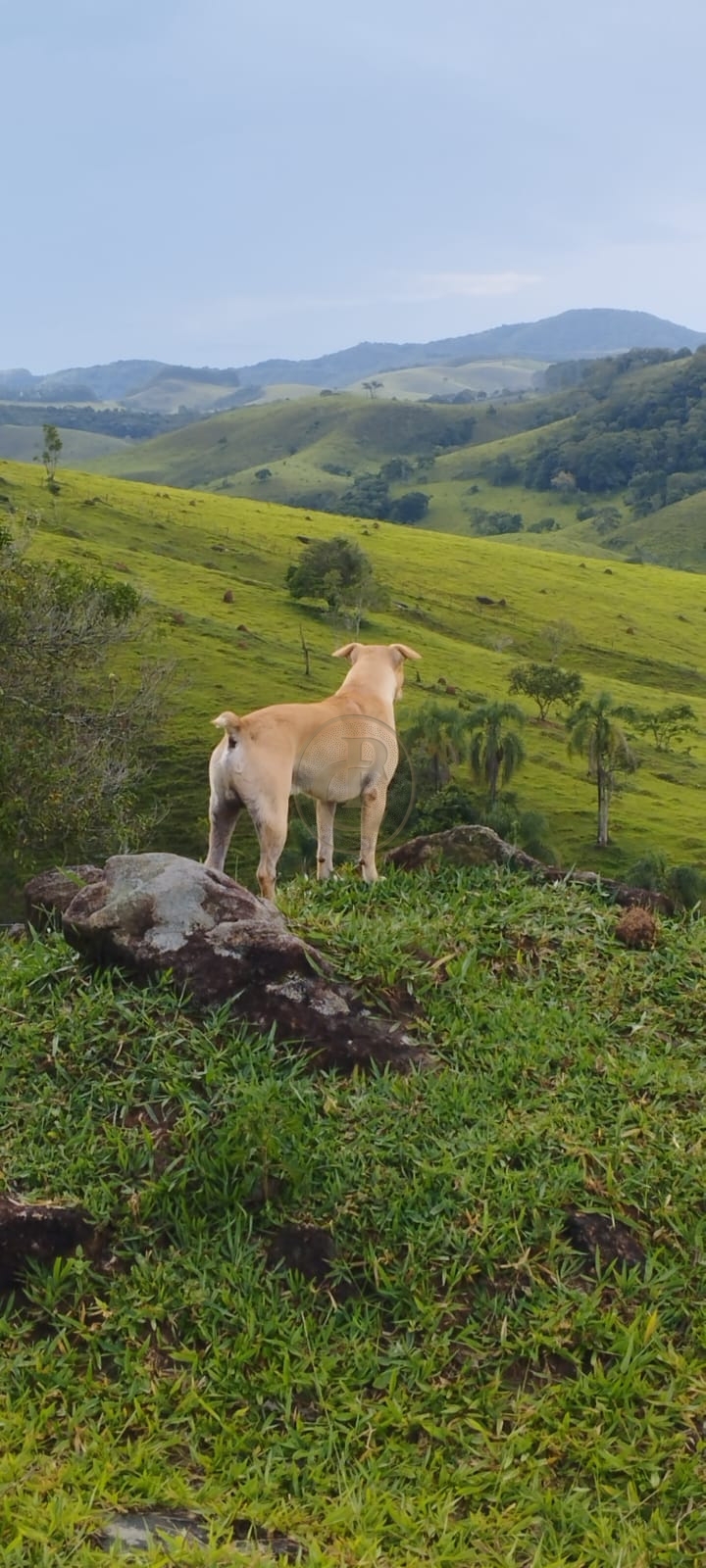 Sítio, 3 quartos, 230 m² - Foto 5