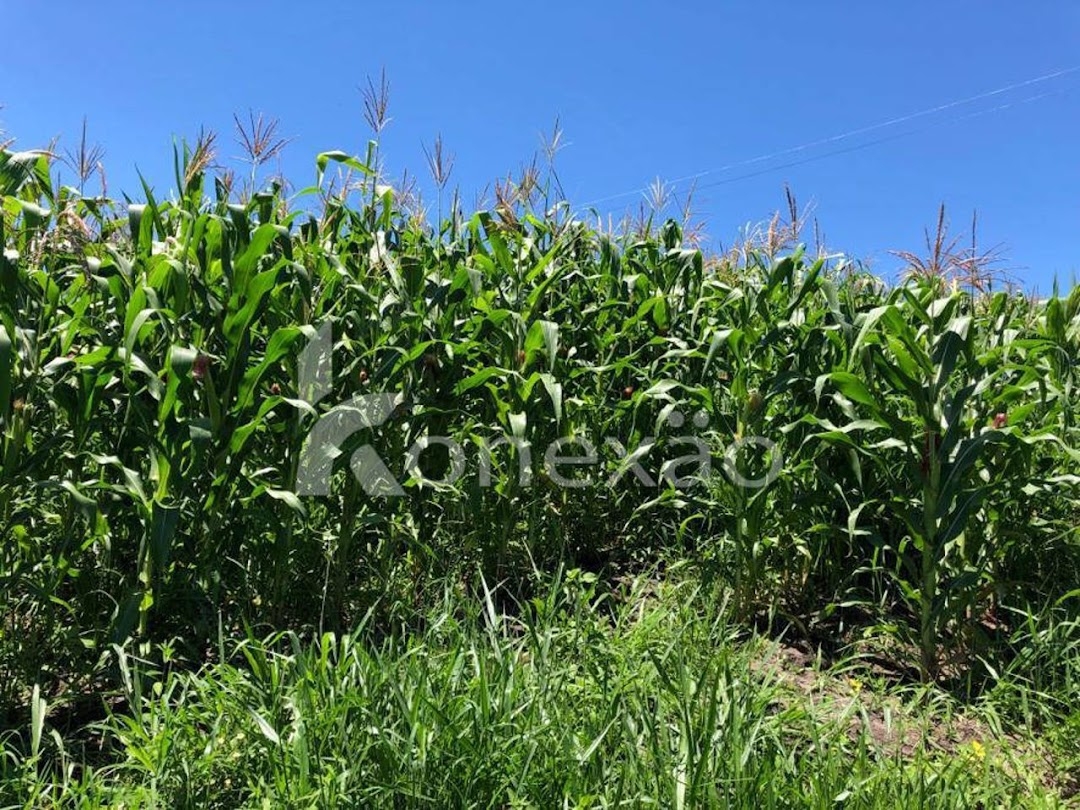 Fazenda-Sítio-Chácara, 400 m² - Foto 6