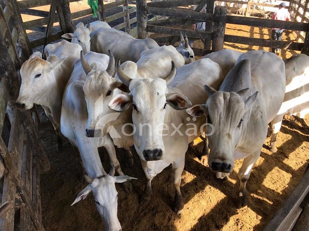 Fazenda-Sítio-Chácara, 400 m² - Foto 9