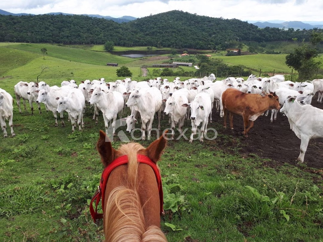Fazenda-Sítio-Chácara, 400 m² - Foto 3