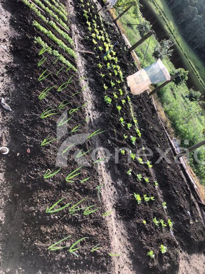 Fazenda-Sítio-Chácara, 400 m² - Foto 8