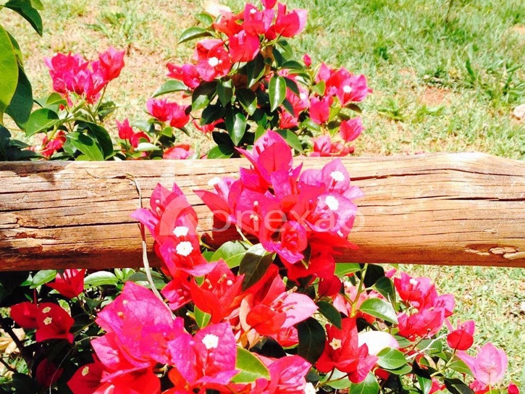 Fazenda-Sítio-Chácara, 400 m² - Foto 7