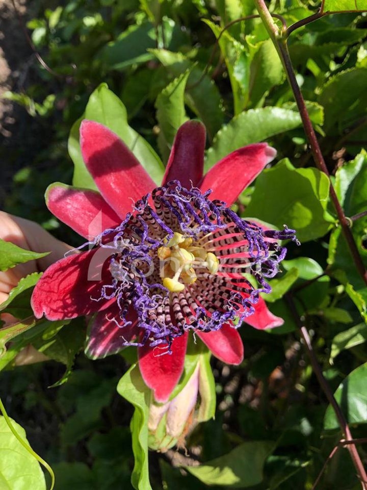 Fazenda-Sítio-Chácara, 400 m² - Foto 4