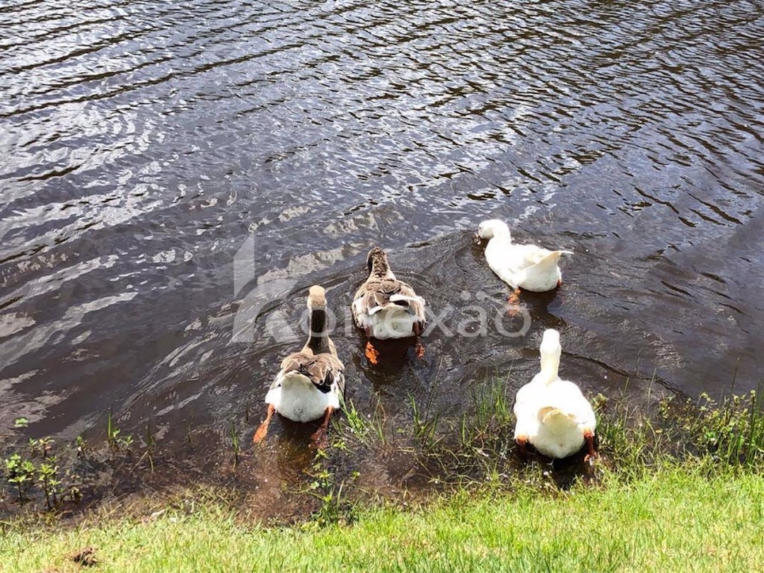 Fazenda-Sítio-Chácara, 400 m² - Foto 30