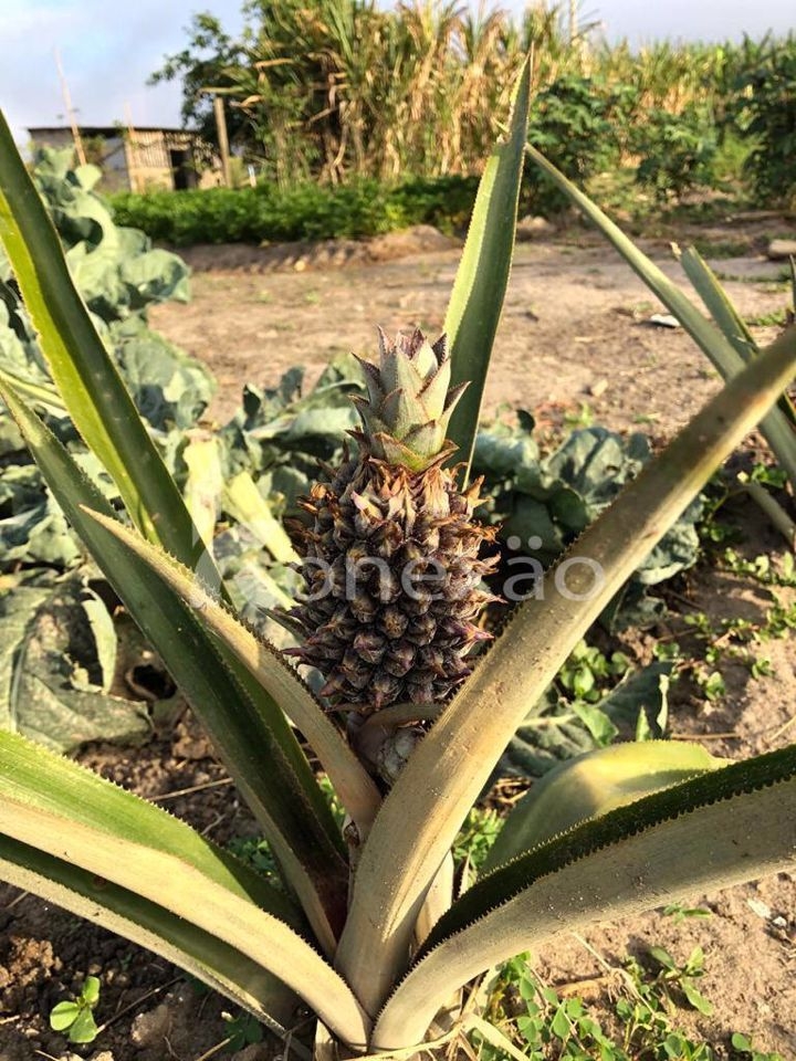 Fazenda-Sítio-Chácara, 400 m² - Foto 25