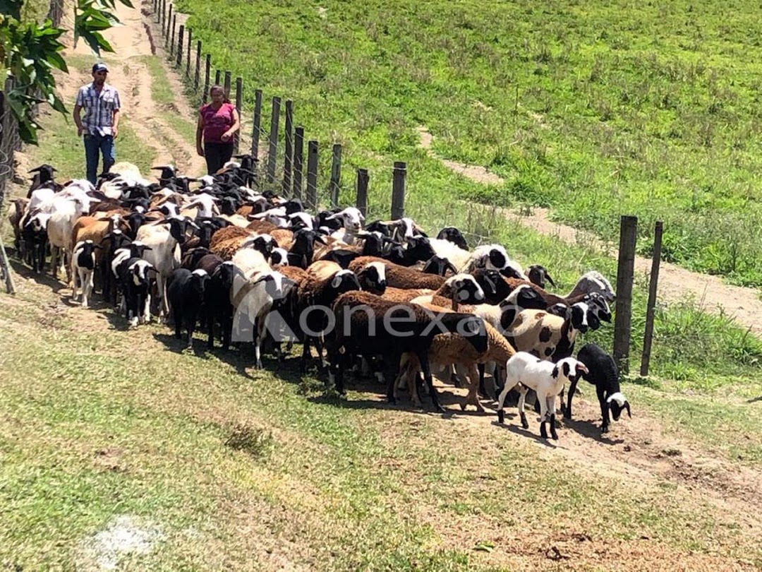 Fazenda-Sítio-Chácara, 400 m² - Foto 19