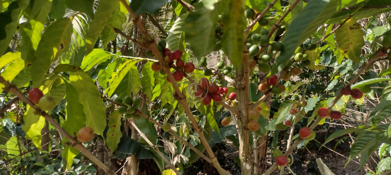 Terreno, 4 m² - Foto 3