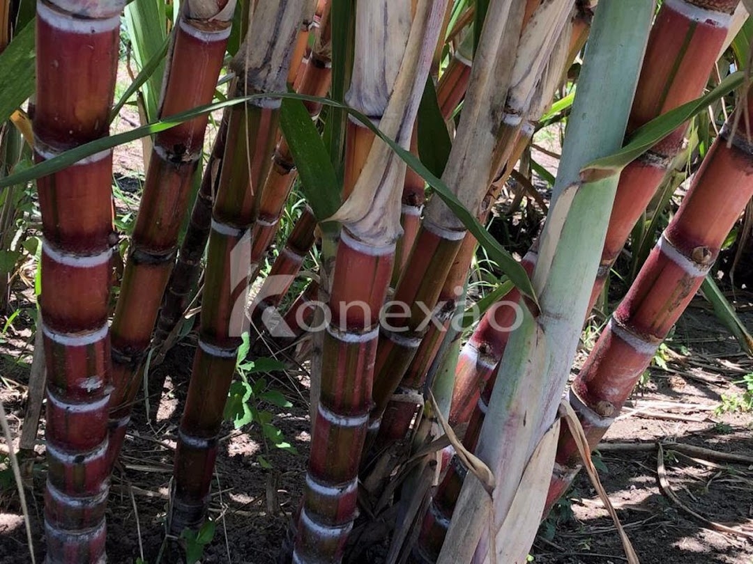 Fazenda-Sítio-Chácara, 400 m² - Foto 16