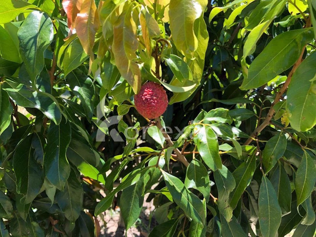 Fazenda-Sítio-Chácara, 400 m² - Foto 13