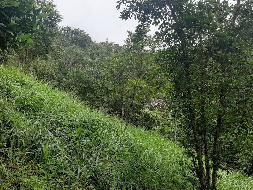 Sítio, 3 quartos, 250 m² - Foto 5