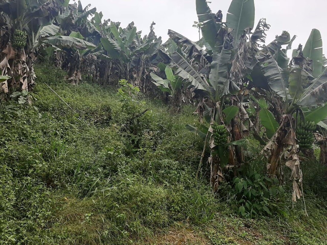 Sítio, 3 quartos, 250 m² - Foto 3