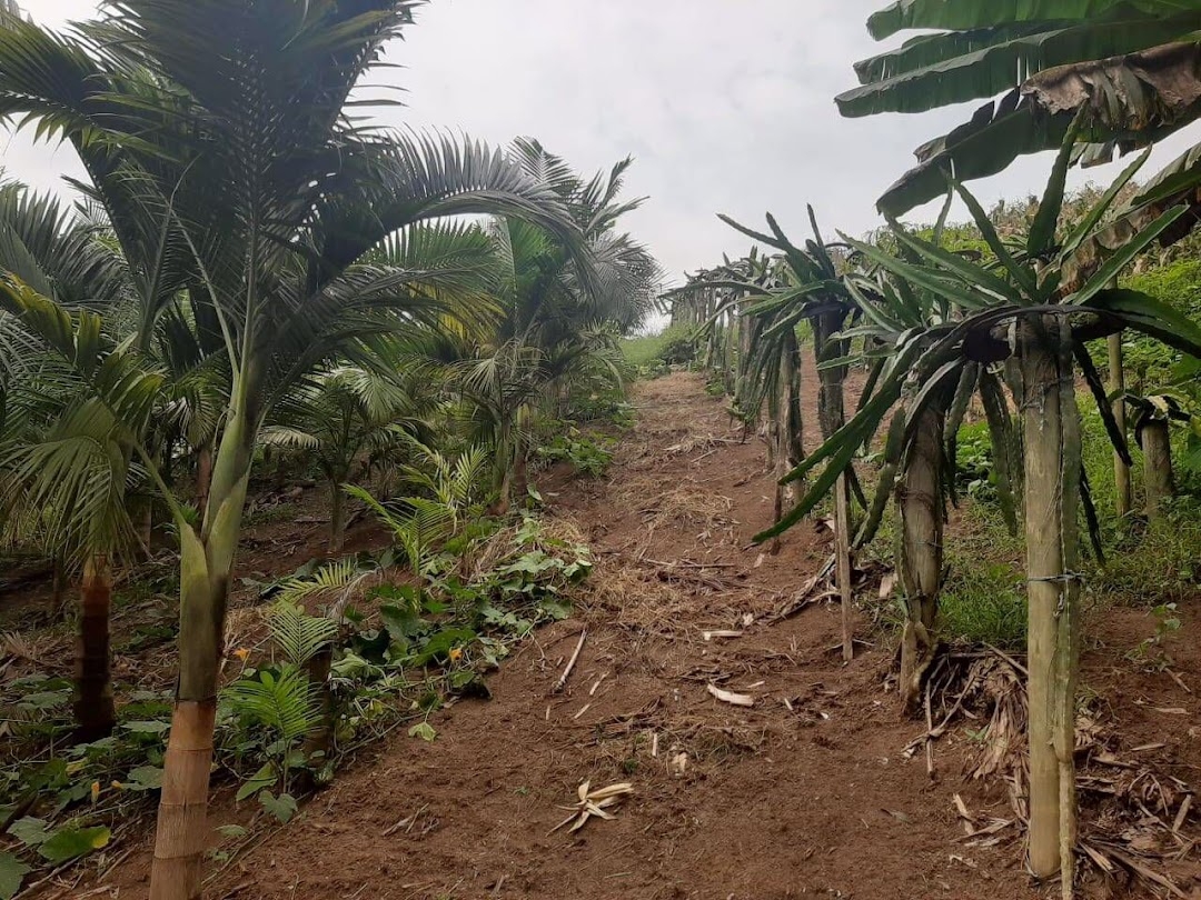 Sítio, 3 quartos, 250 m² - Foto 14