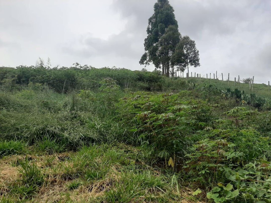 Sítio, 3 quartos, 250 m² - Foto 20