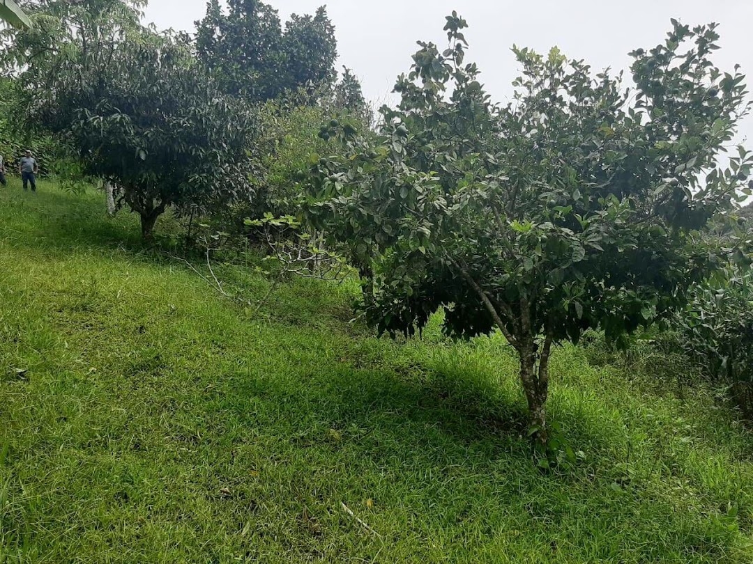 Sítio, 3 quartos, 250 m² - Foto 15