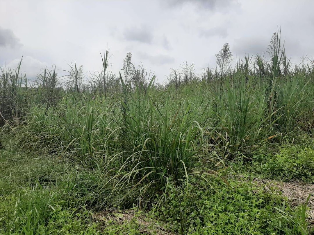 Sítio, 3 quartos, 250 m² - Foto 10