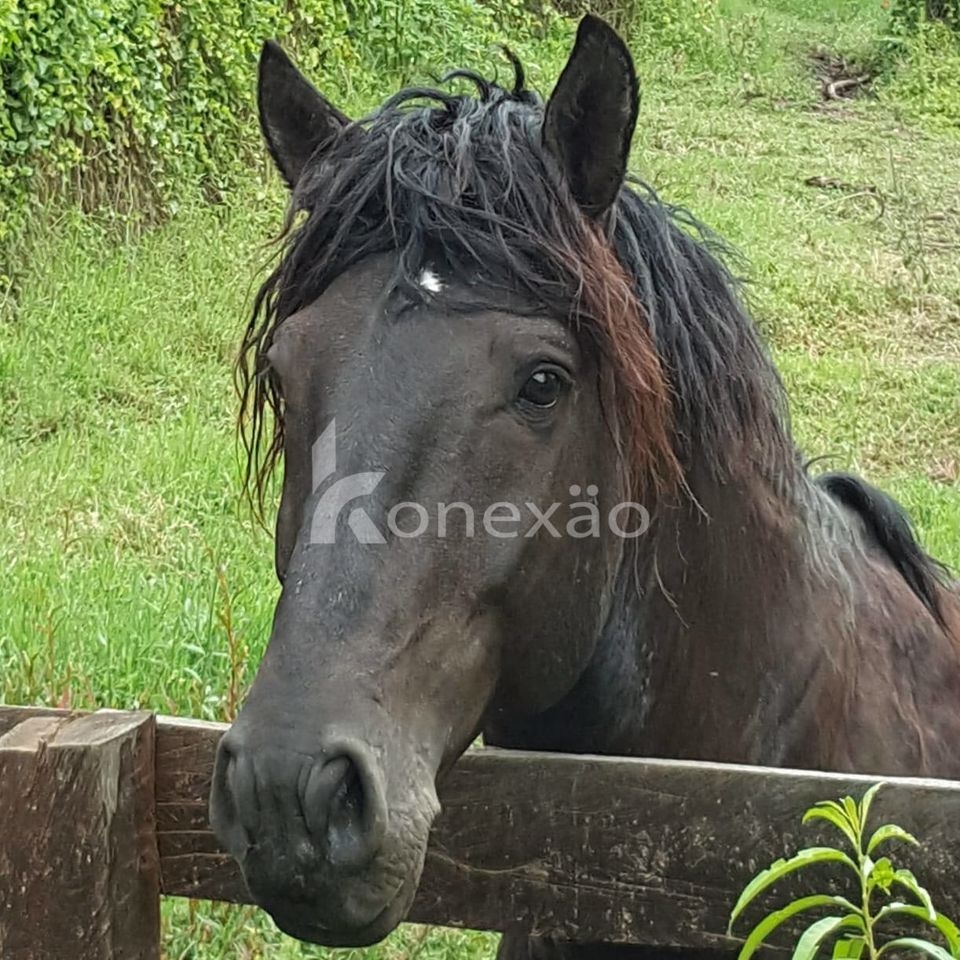 Fazenda em Paraibuna/São Paulo — Ref DRMGCN — Imagem 4
