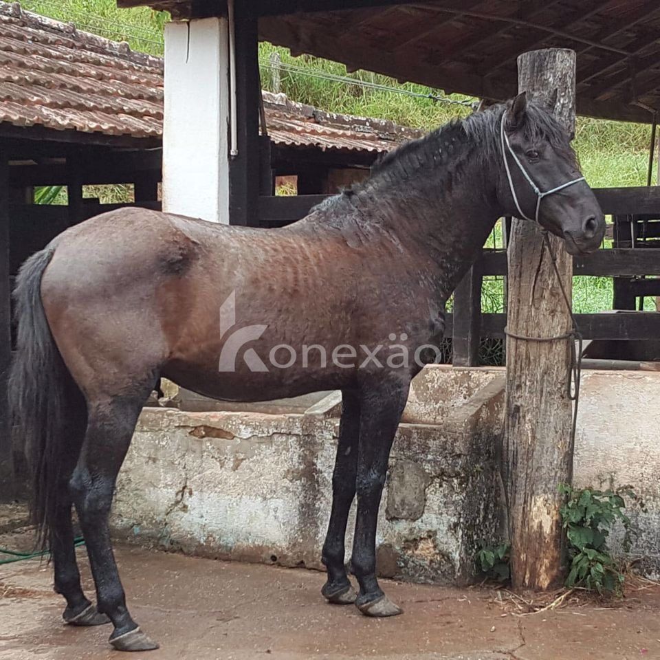Fazenda em Paraibuna/São Paulo — Ref DRMGCN — Imagem 11
