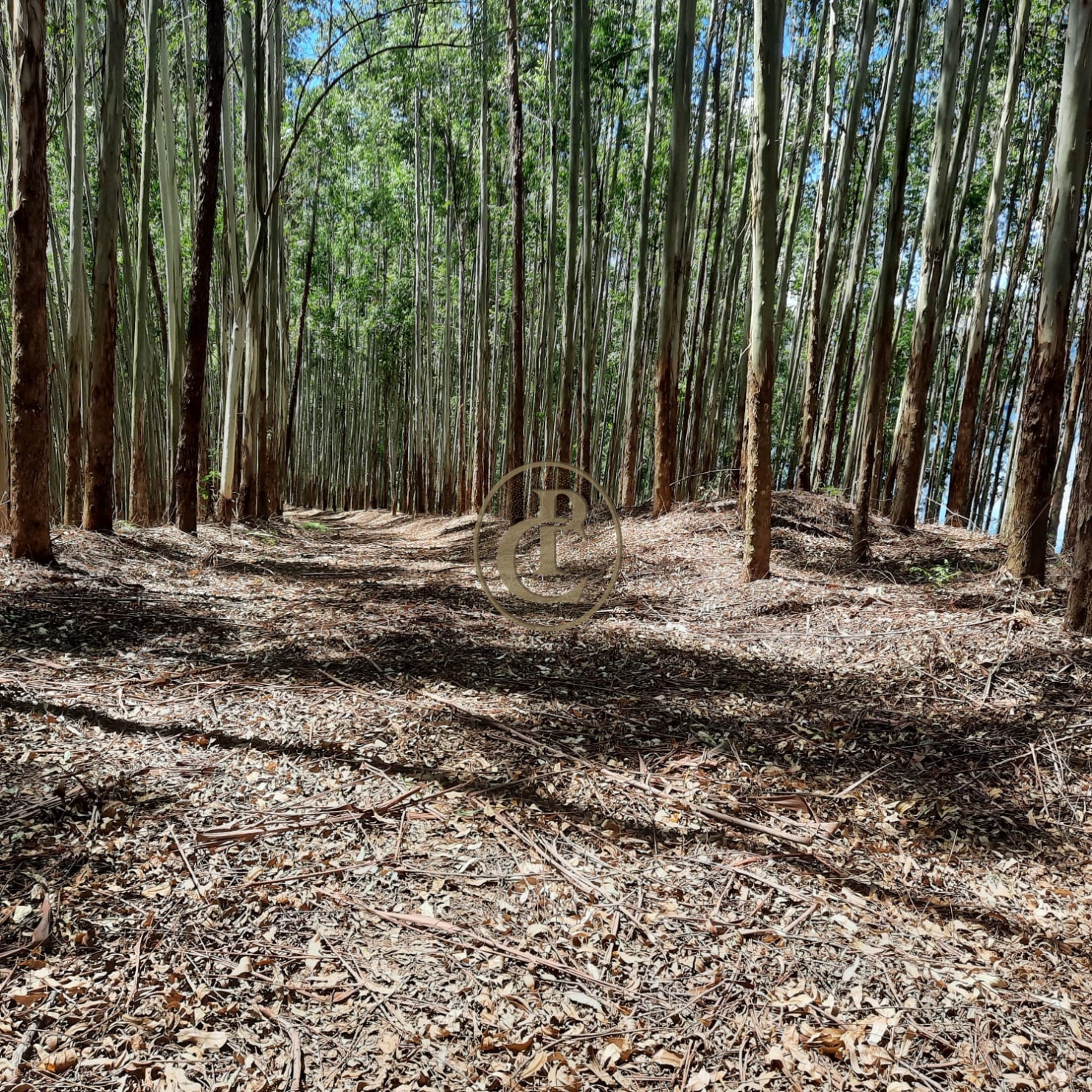 Fazenda, 100 m² - Foto 25