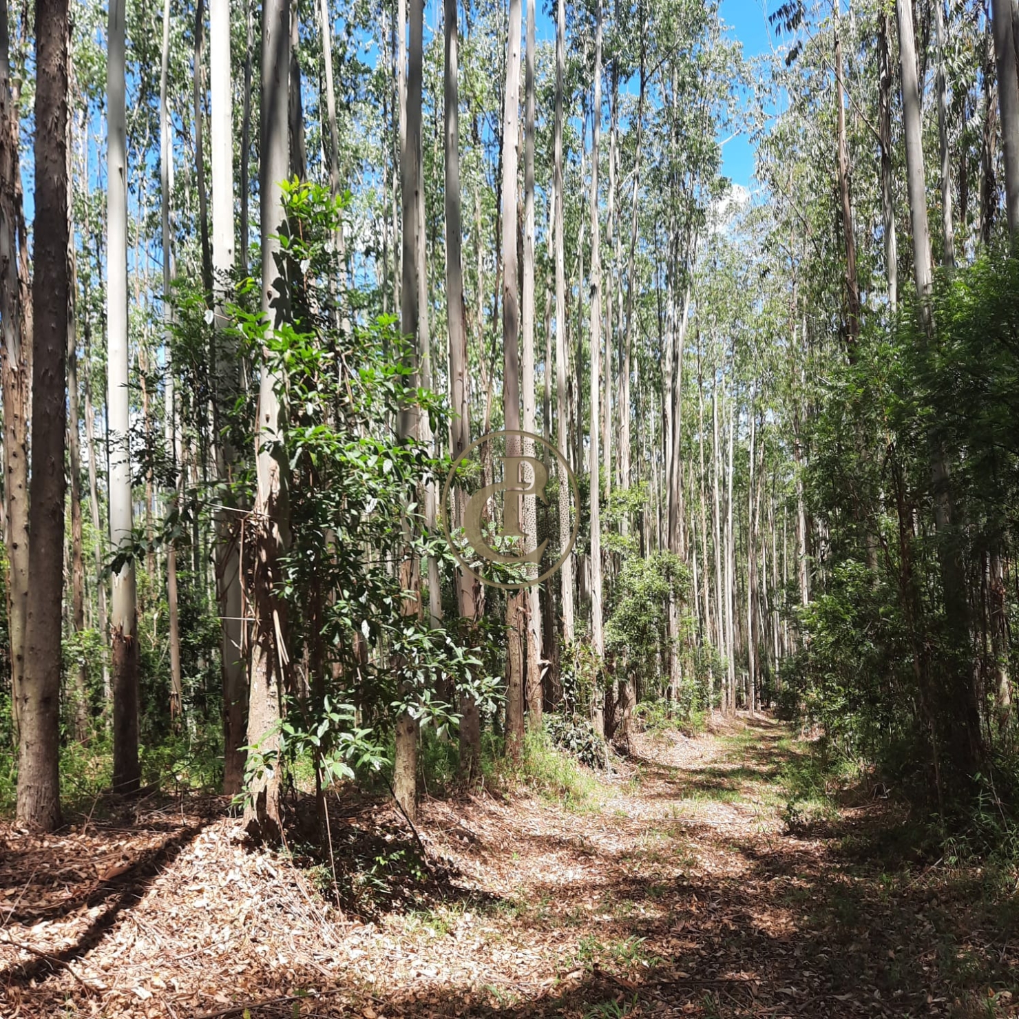Fazenda, 100 m² - Foto 31