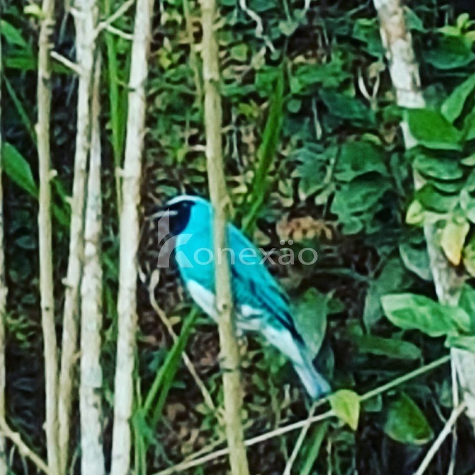 Fazenda em Paraibuna/São Paulo — Ref DRMGCN — Imagem 7