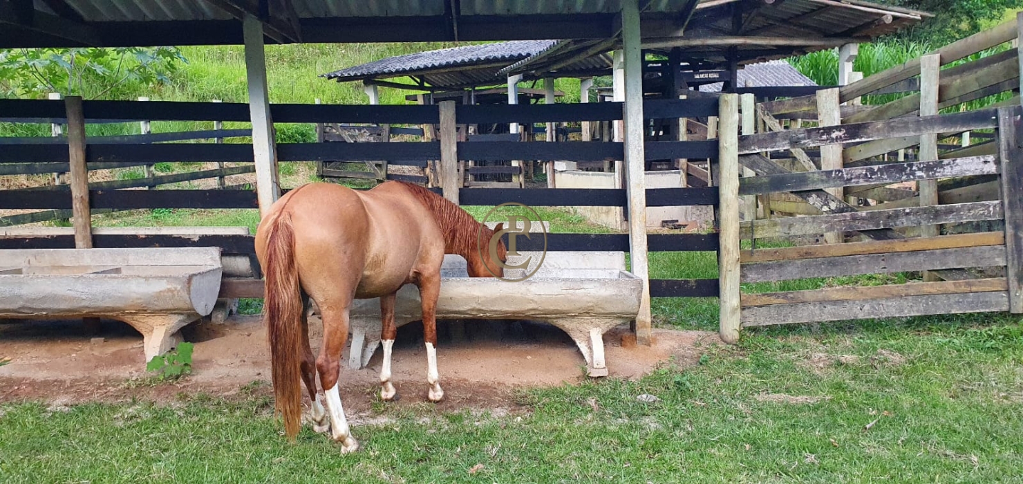 Fazenda-Sítio-Chácara, 400 m² - Foto 11